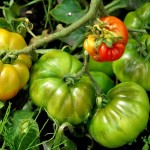 4 Really Basic Veggie Garden Tips