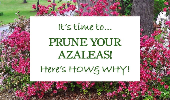 When And How To Prune Azaleas Redeem Your Ground Rygblog How Why When To Prune Azaleas Redeem Your Ground Rygblog