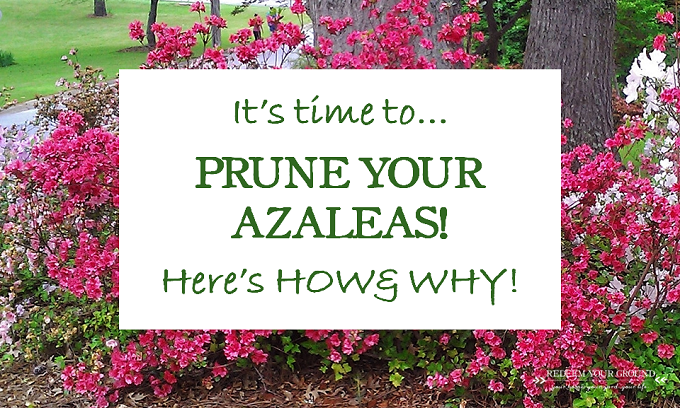 How, Why, & When to Prune Azaleas - Redeem Your Ground | RYGblog.com