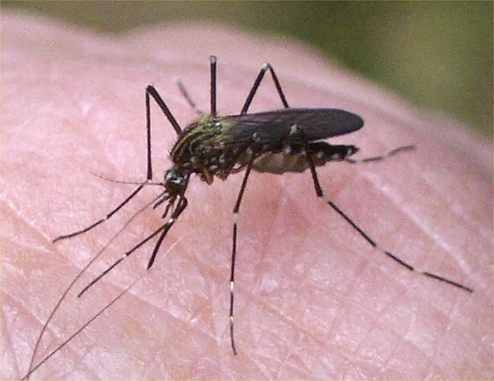 Declaring War on Mosquitoes - Redeem Your Ground | RYGblog.com