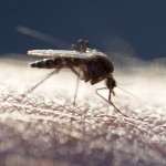 Declaring War on Mosquitoes: No. 2 | Know Your Enemy…Fun Facts & Some Basic Tips