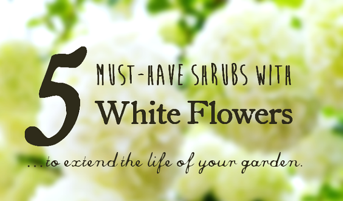 5 Must Have Shrubs with White Flowers - Redeem Your Ground | RYGblog.com