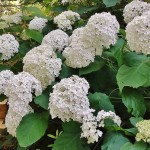 Hydrangea – Quick Reference Guide