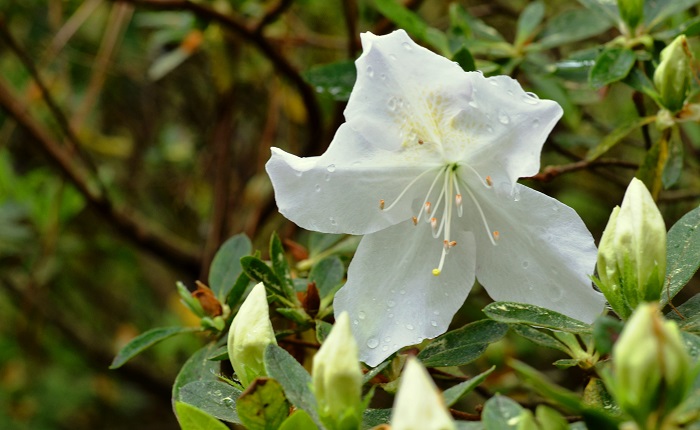 5 Must Have Shrubs with White Flowers (Mrs. G.G. Gerbing Azaleas) - Redeem Your Ground | RYGblog.com