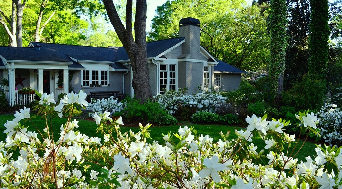 5 Must Have Shrubs with White Flowers (Mrs. G.G. Gerbing Azaleas) - Redeem Your Ground | RYGblog.com