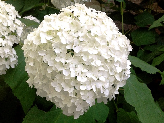 5 Must Have Shrubs with White Flowers (Annabelle Hydrangeas) - Redeem Your Ground | RYGblog.com
