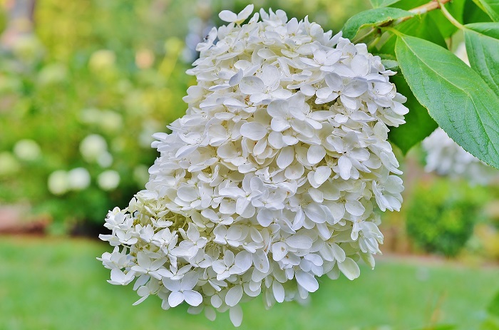 5 Must Have Shrubs with White Flowers (Lime Light Hydrangea) - Redeem Your Ground | RYGblog.com