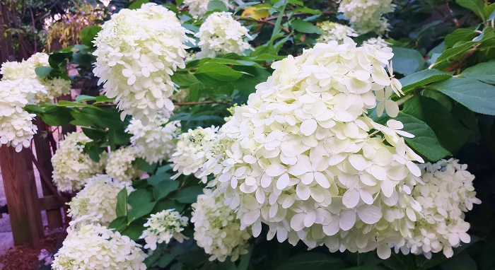 5 Must Have Shrubs with White Flowers (Lime Light Hydrangeas) - Redeem Your Ground | RYGblog.com