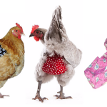 Crazy Stuff for Chickens – Diapers, Harnesses, and Costumes!