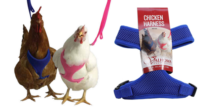 Crazy Stuff for Chickens...Chicken Harness - Redeem Your Ground | RYGblog.com