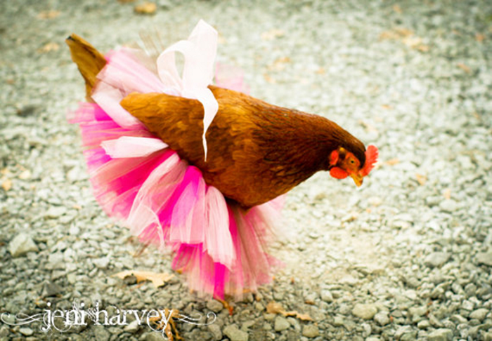 Crazy Stuff for Chickens...Chicken Costumes - Redeem Your Ground | RYGblog.com & JeniHarveyDesigns
