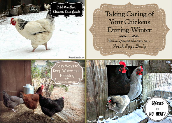Taking Care of Your Chickens During Winter - Redeem Your Ground | RYGblog.com & Fresh Eggs Daily | FreshEggsDaily.com