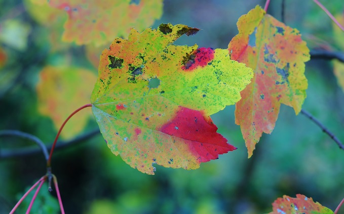 Why Leaves Change Color - Redeem Your Ground | RYGblog.com