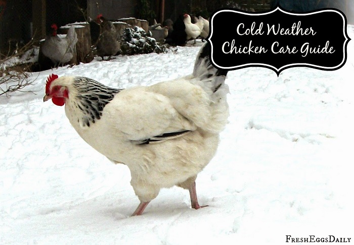 Taking Care of Your Chickens During Winter...Cold Weather Chicken Care Guide - Redeem Your Ground | RYGblog.com & Fresh Eggs Daily | FreshEggsDaily.com