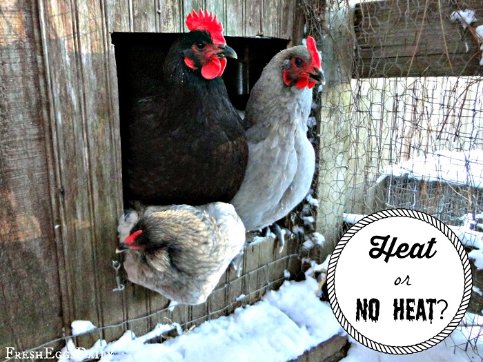 Taking Care of Your Chickens During Winter...To Heat Your Coop or Not | RYGblog.com & Fresh Eggs Daily | FreshEggsDaily.com