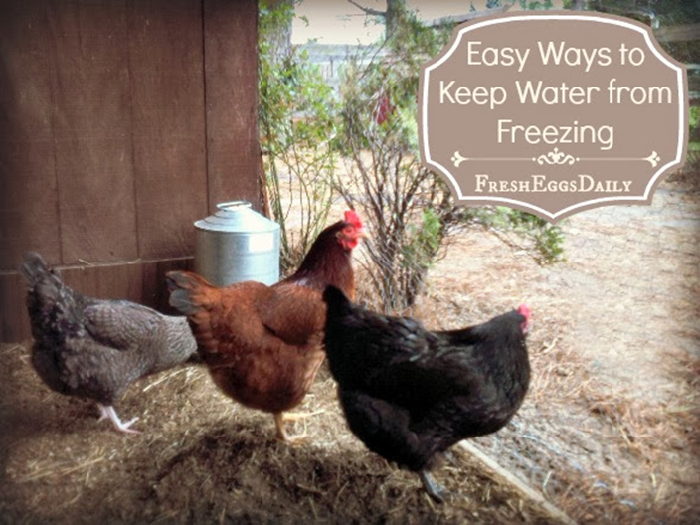 Taking Care of Your Chickens During Winter...Keeping the water from freezing - Redeem Your Ground | RYGblog.com & Fresh Eggs Daily | FreshEggsDaily.com