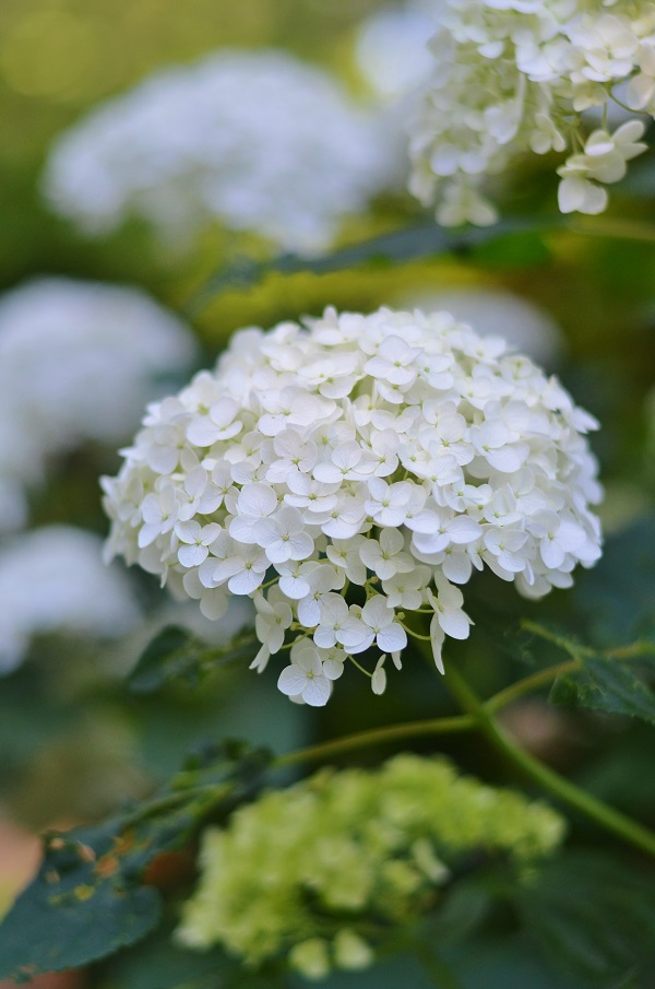 Flower Power 101: Top 4 Flower Gardening Tips ... Annabelle Hydrangeas - Redeem Your Ground | RYGblog.com