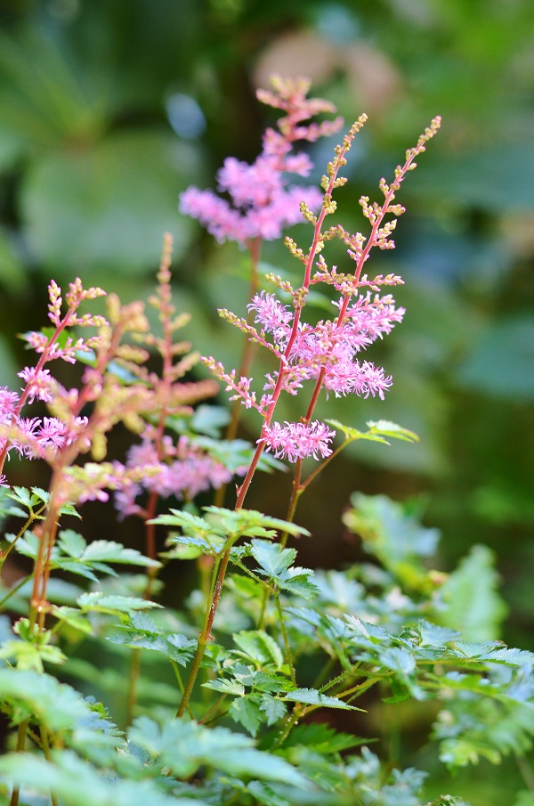 Flower Power 101: Top 4 Flower Gardening Tips ... Astilbe - Redeem Your Ground | RYGblog.com