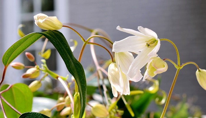 Flower Power 101: Top 4 Flower Gardening Tips ... Evergreen Clematis 'Armandii' - Redeem Your Ground | RYGblog.com