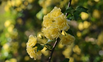 Flower Power 101: Top 4 Flower Gardening Tips ... Lady Bank's Rose - Redeem Your Ground | RYGblog.com