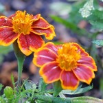 Flower Power 101: Top 4 Tips for Flower Gardening