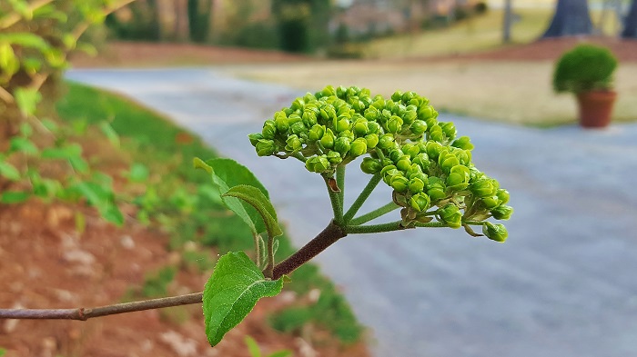 Signs of Spring ... Chinese Snowball Virburnum - Redeem Your Ground | RYGblog.com