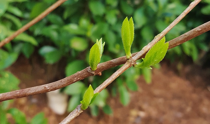 Signs of Spring ... Tartiva Hydrangea - Redeem Your Ground | RYGblog.com