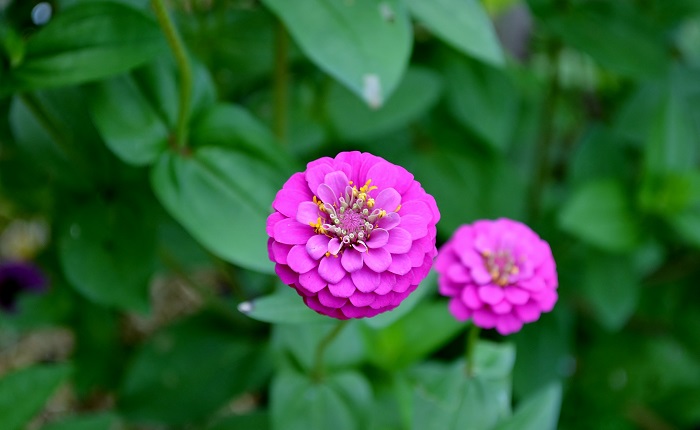 Flower Power 101: Top 4 Flower Gardening Tips ... Zinnias - Redeem Your Ground | RYGblog.com