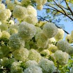 Chinese Snowball Viburnum – the Perfect Mother’s Day Gift for Your Gardenin’ Mutha