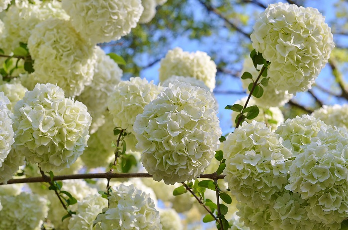 Chinese Snowball Viburnum ... the Perfect Mother's Day Gift - Redeem Your Ground | RYGblog.com
