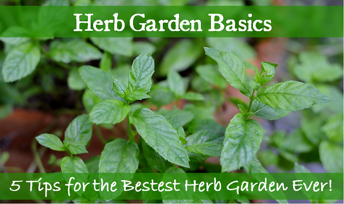 Herb Garden Basics ... Redeem Your Ground | RYGblog.com