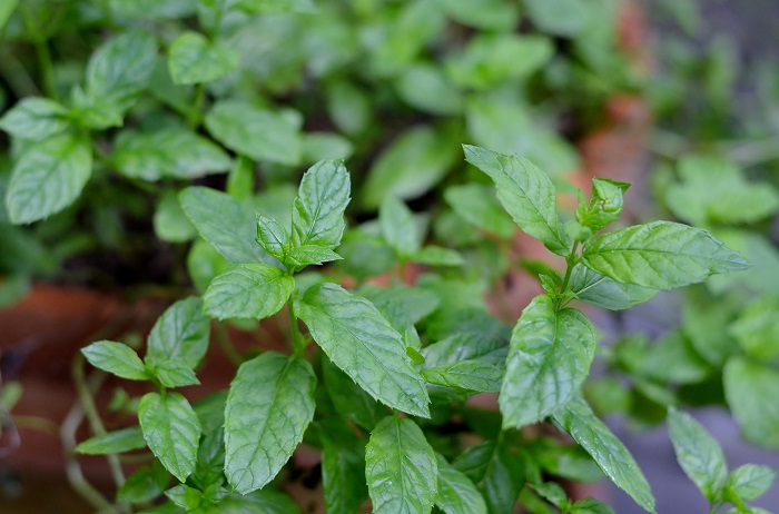 Herb Garden Basics ... Redeem Your Ground | RYGblog.com