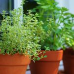 Herb Garden Basics: 5 Tips for the Bestest Herb Garden Ever!