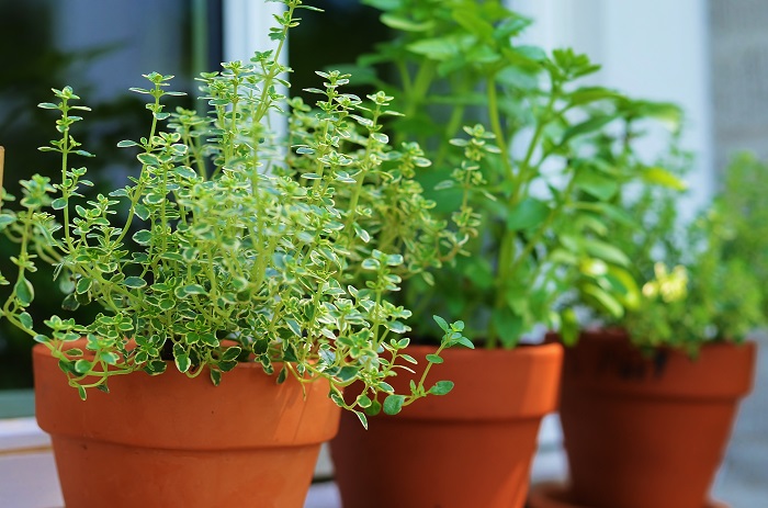 Herb Garden Basics 5 Tips For The, Indoor Herb Garden Basics