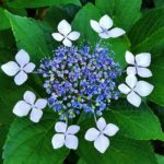 Hydrangeas, Hydrangeas, Hydrangeas! All You’ll Need to Know…for the most part!