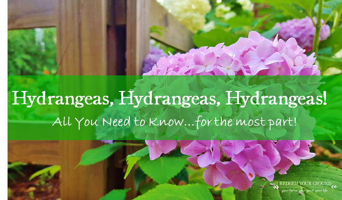Hydrangeas, Hydrangeas, Hydrangeas! All you need to know about Hydrangeas. Redeem Your Ground | RYGblog.com