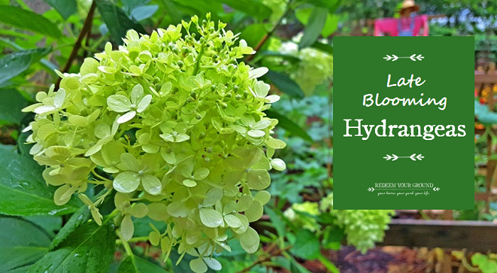 Late Blooming Hydrangeas - Redeem Your Ground | RYGblog.com