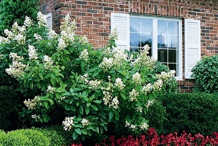 Late Blooming Hydrangeas - Redeem Your Ground | RYGblog.com & Monrovia.com