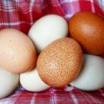 Introducing … Lisa Steele and “Fresh Eggs Daily”