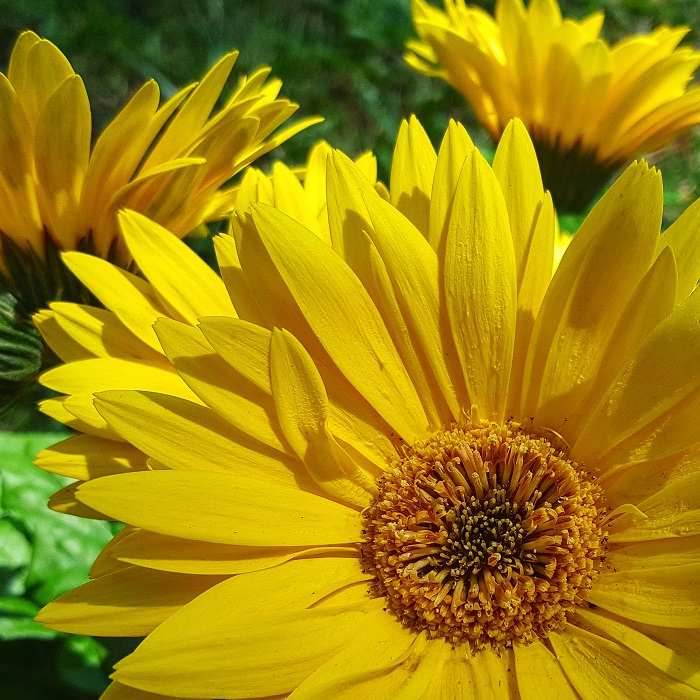 RYG 2016 Year In Review | Gerber Daisy - Redeem Your Ground | RYGblog.com