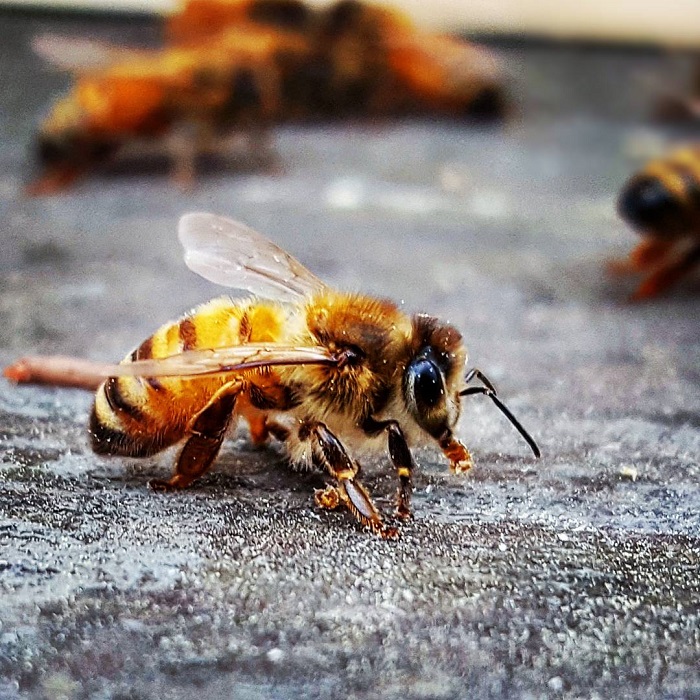 Beekeeping Basics - Redeem Your Ground | www.RedeemYourGround.com
