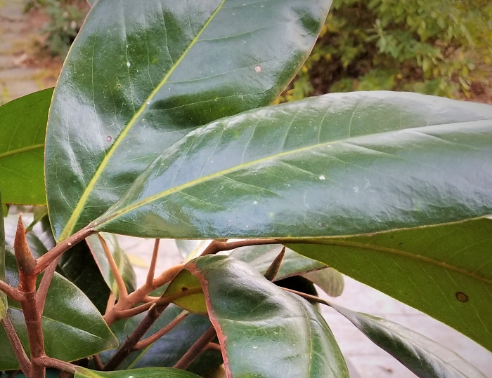 How to Make a Magnolia Leaf Centerpiece | Redeem Your Ground - RYGblog.com