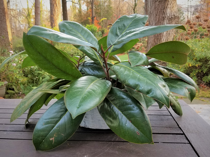 How to Make a Magnolia Leaf Centerpiece | Redeem Your Ground - RYGblog.com