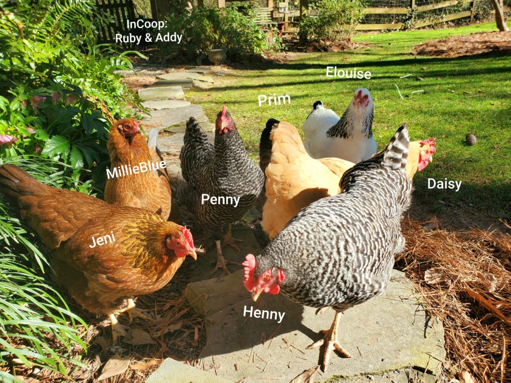Chicken names