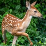 Deer-Resistant Plants & Deer-Deterring Tips