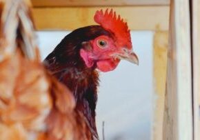 RYG 2016 Year In Review | Backyard Chickens - Redeem Your Ground | RYGblog.com