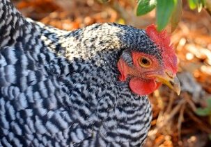 The Real Truth about Raising Backyard Chickens -  Redeem Your Ground | RYGblog.com