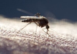 Declaring War on Mosquitoes - Redeem Your Ground | RYGblog.com