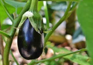 Easy Eggplant Parmesan Recipe - Redeem Your Ground | RYGblog.com