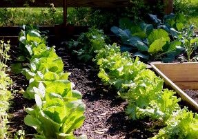 Fall Vegetable Garden - Redeem Your Ground | RYGblog.com